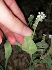 Uromyces heliotropii