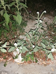 Uromyces heliotropii