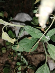 Uromyces heliotropii