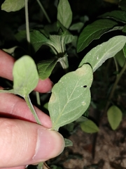 Uromyces heliotropii