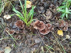 Hydnellum scrobiculatum