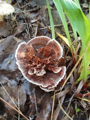 Hydnellum scrobiculatum