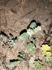 Uromyces heliotropii