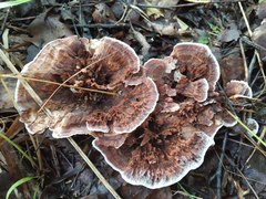 Hydnellum scrobiculatum