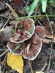 Hydnellum scrobiculatum