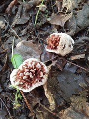 Hydnellum scrobiculatum