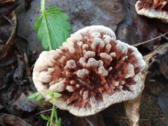 Hydnellum scrobiculatum