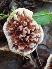 Hydnellum scrobiculatum