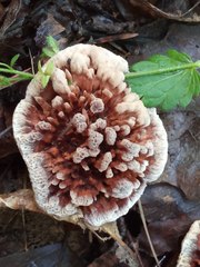 Hydnellum scrobiculatum