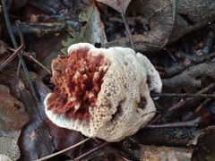 Hydnellum scrobiculatum