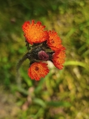 Pilosella aurantiaca