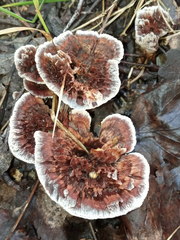 Hydnellum scrobiculatum