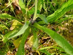 Pilosella aurantiaca