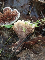 Hydnellum scrobiculatum