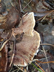 Hydnellum scrobiculatum