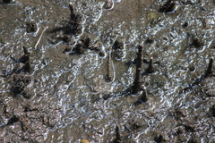 Camptandriidae