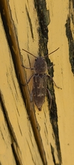 Xylotrechus sagittatus