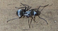 Polyrhachis schlueteri
