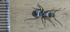 Polyrhachis schlueteri