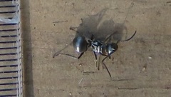 Polyrhachis schlueteri
