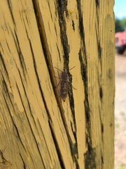 Xylotrechus sagittatus