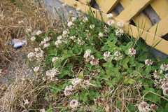 Trifolium repens