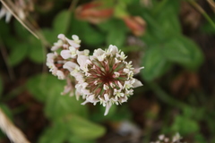 Trifolium repens