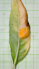 Pucciniaceae