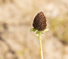 Rudbeckia occidentalis