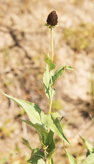 Rudbeckia occidentalis