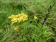 Solidago nitida