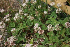 Trifolium repens