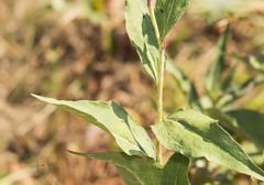 Rudbeckia occidentalis