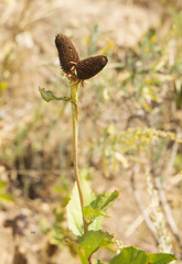 Rudbeckia occidentalis