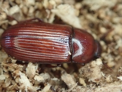 Uloma culinaris