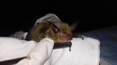 Myotis auriculus