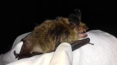 Myotis auriculus