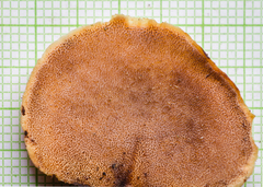 Mycobonia