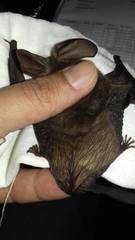 Corynorhinus mexicanus