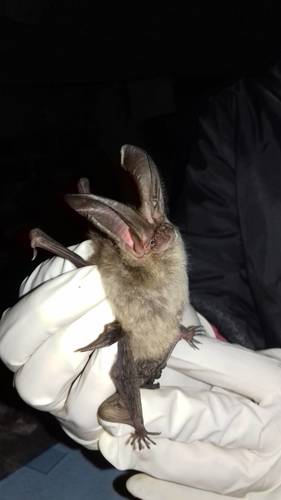 Mexican Big-eared Bat