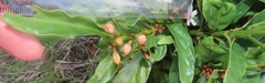 Mitriostigma axillare