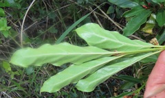 Mitriostigma axillare