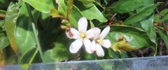 Mitriostigma axillare