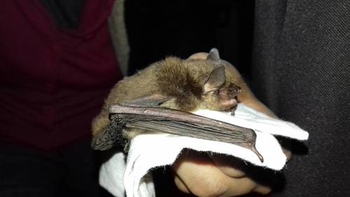 Cave Myotis