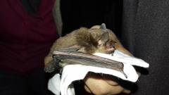 Myotis velifer