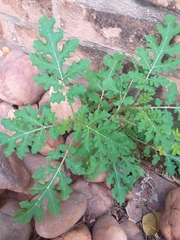 Solanum sisymbriifolium