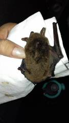 Myotis velifer