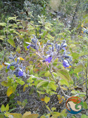 Salvia melissodora