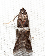 Quasisalebria atratella