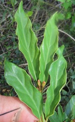 Mitriostigma axillare